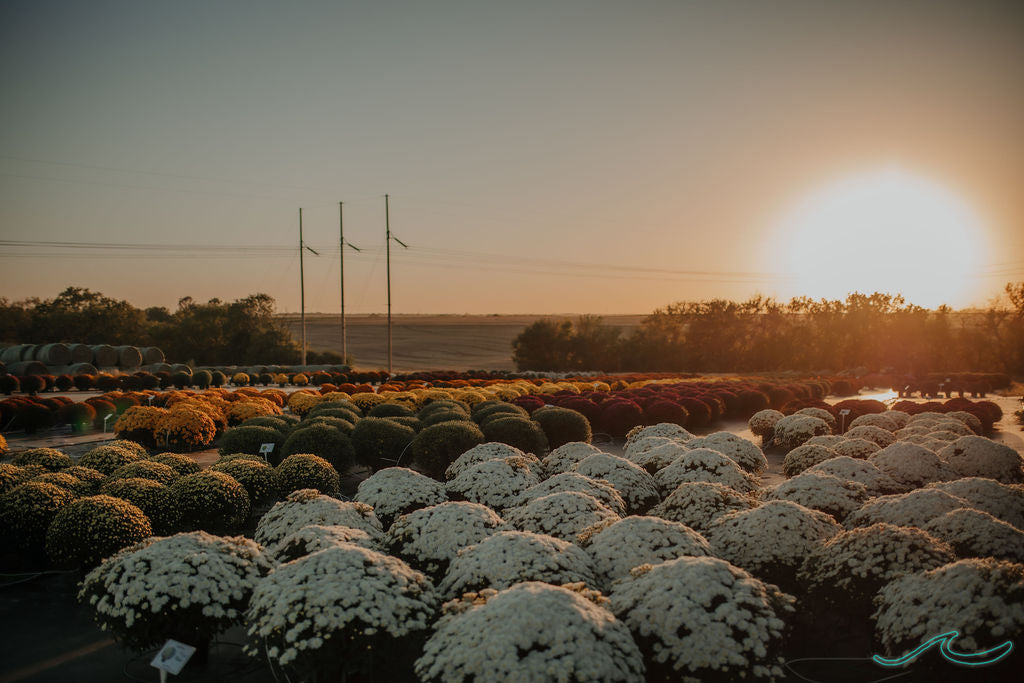All Flowers