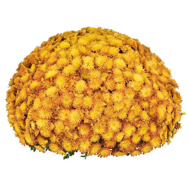 Yellow/Gold Annual Mum