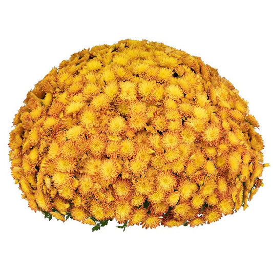 Yellow/Gold Annual Mum