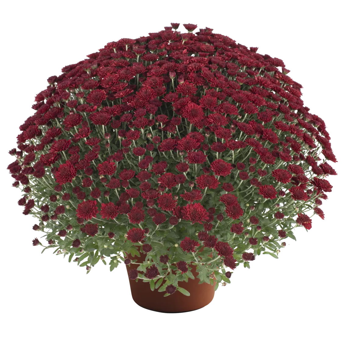 Selena Red Mum