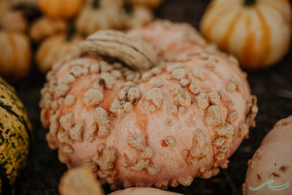 Wholesale Bin of Specialty Pumpkins