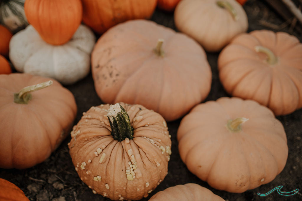 Wholesale Bin of Specialty Pumpkins