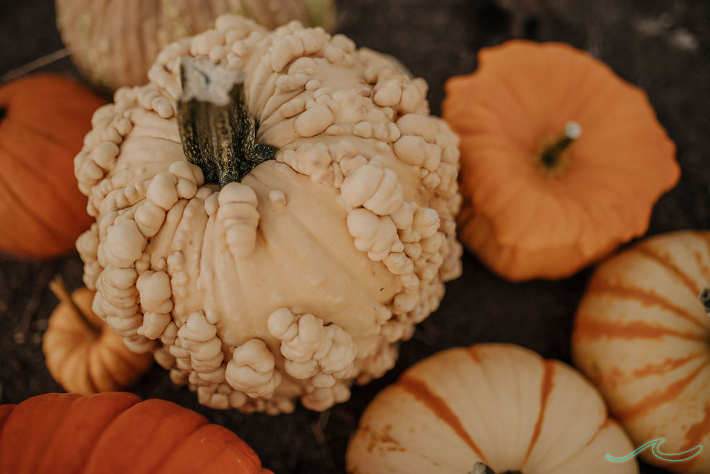Wholesale Bin of Specialty Pumpkins
