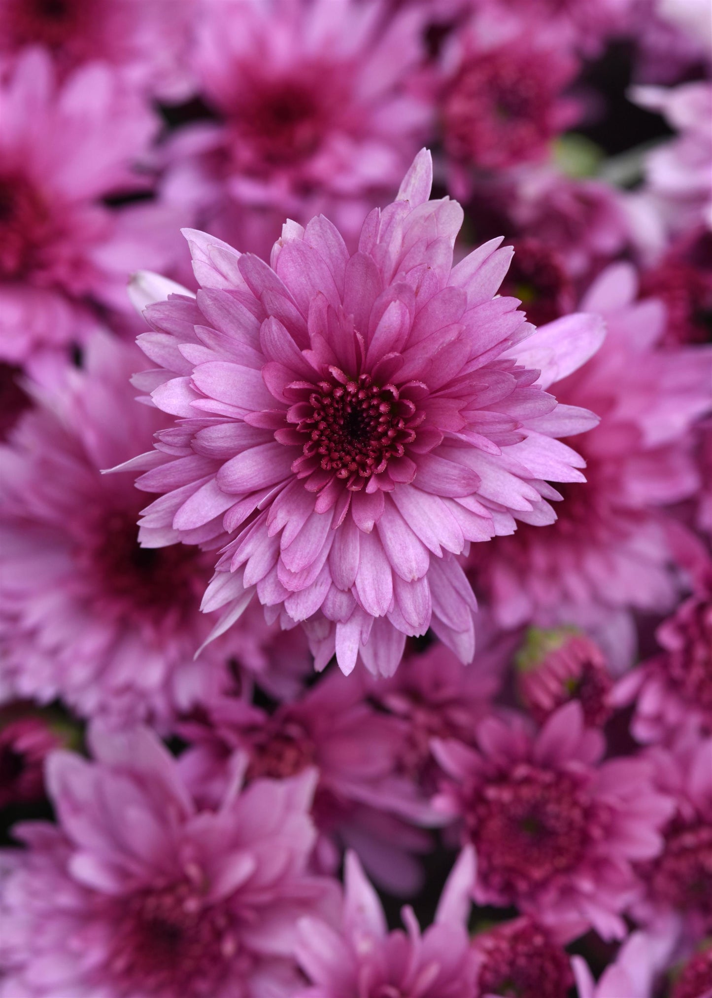 Carousel Pink Mum