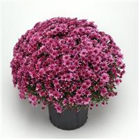 Carousel Pink Mum