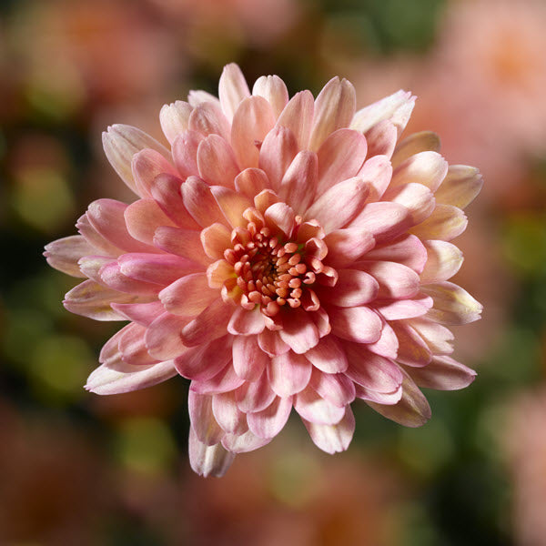 Chelsey Coral Mum
