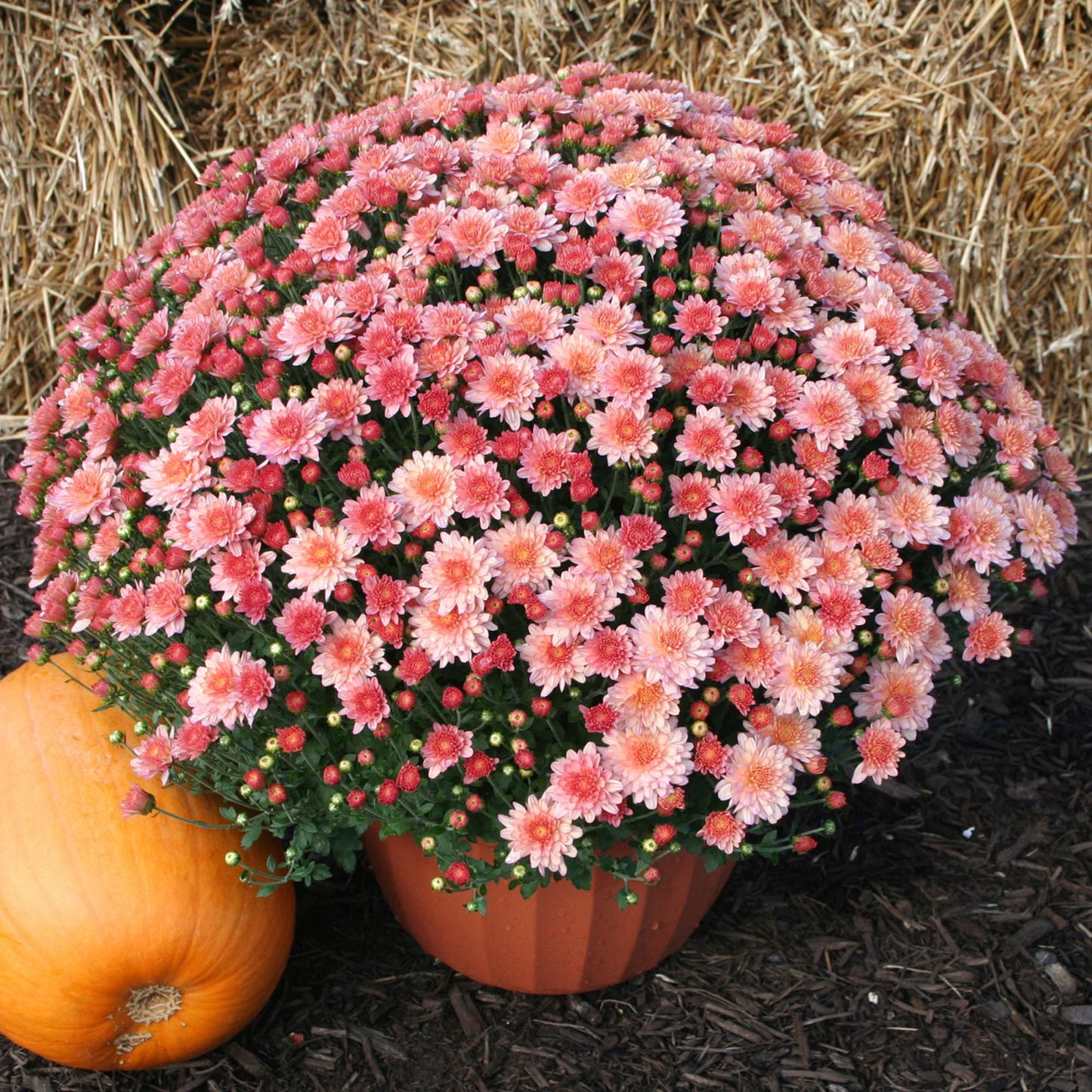 Chelsey Coral Mum