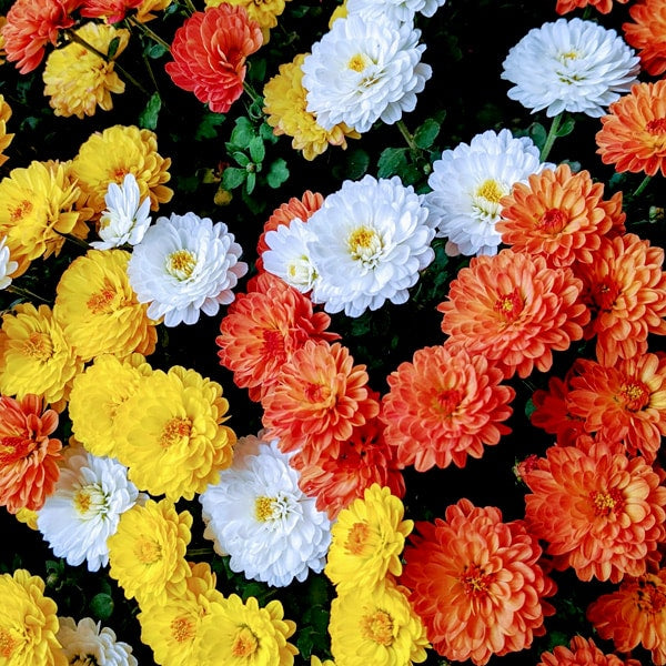 Mixed Annual Mum