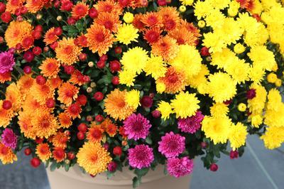 Combo #7 Mum, Cheryl