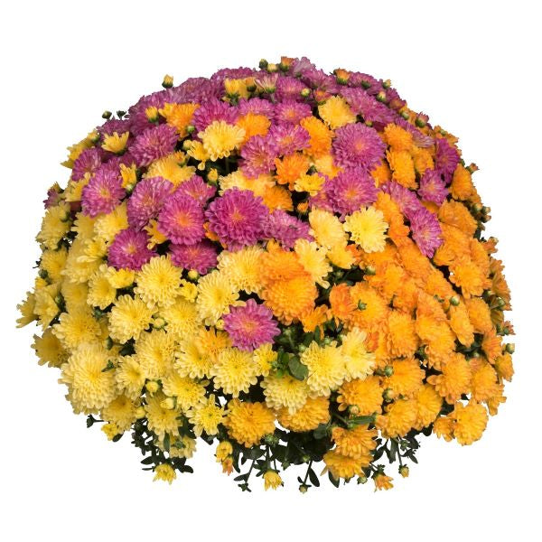 Combo Confetti Virgo Mum