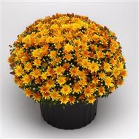 Cracklin Golden Yellow Mum