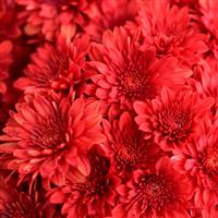 Cranberry Red Mum
