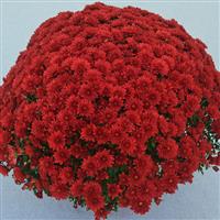 Cranberry Red Mum
