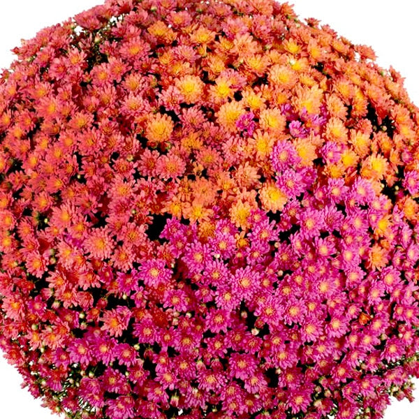 Combo Full Harvest Moon Mum
