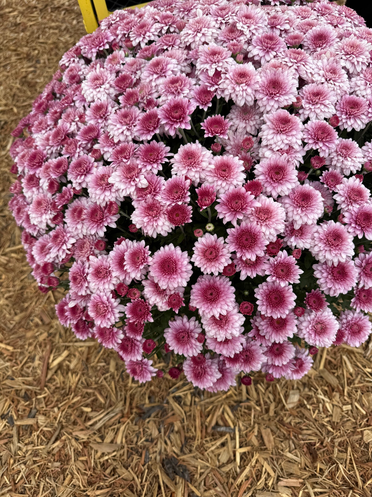 Touchdown Purple Mum