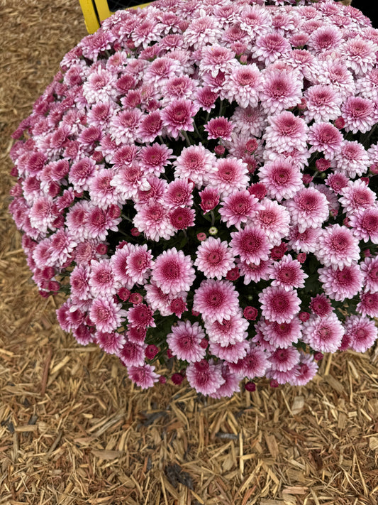 Touchdown Purple Mum