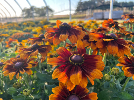 Autumn Colors Rudbeckia