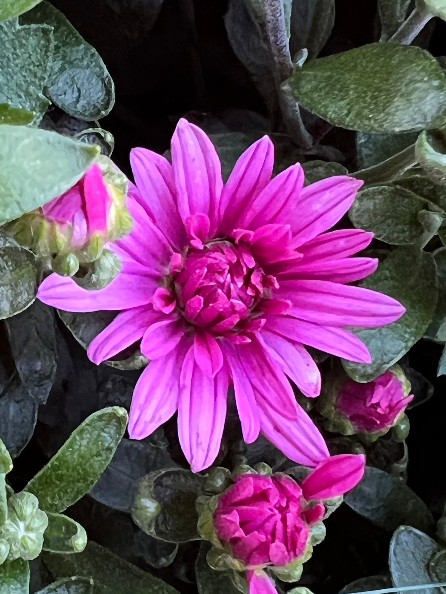 Misty Lilac Pink Mum