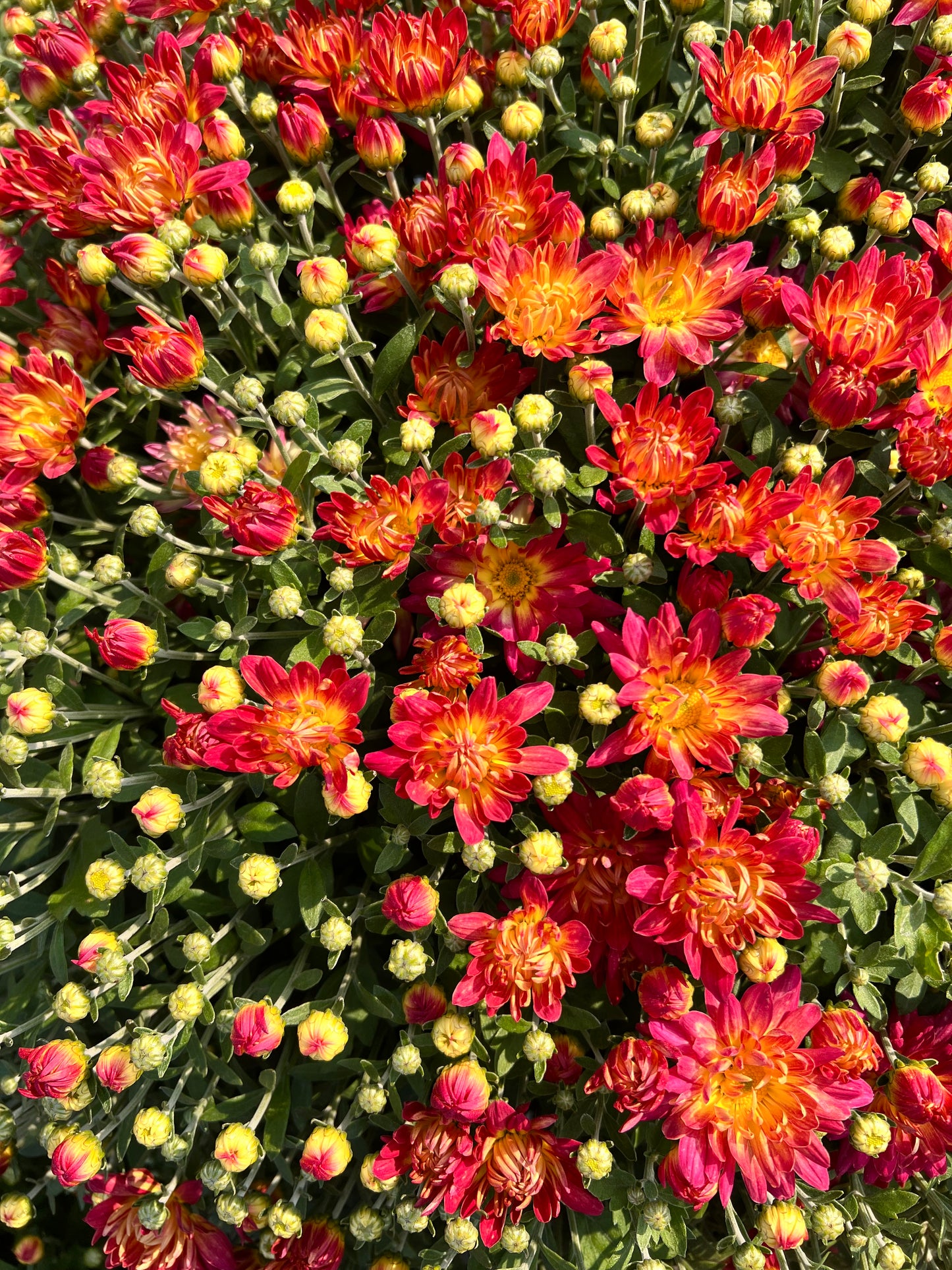 Summer Sunset Mum