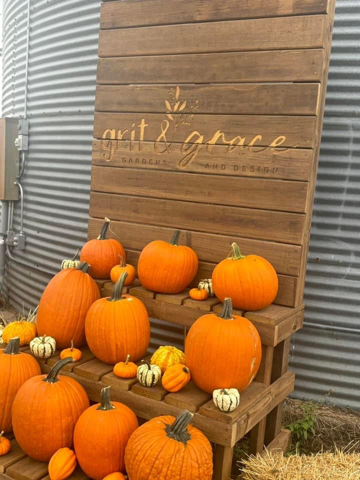 Jack O'Lantern Pumpkins