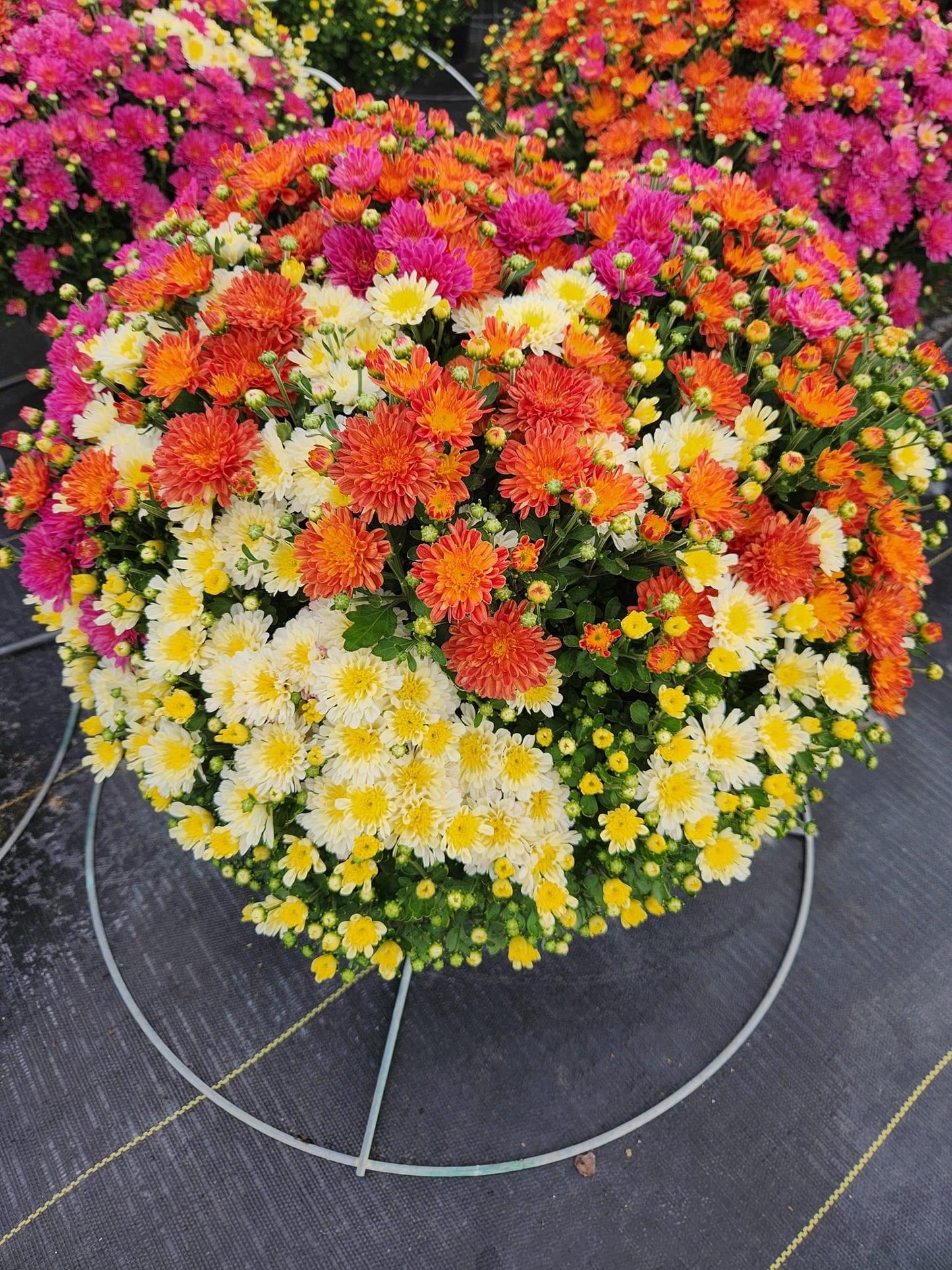 Combo Confetti Pisces Mum