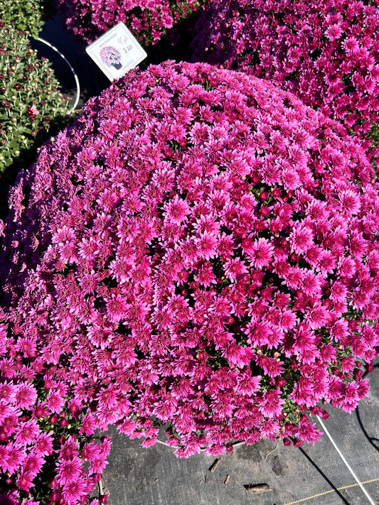 Tribeca Dark Pink Mum