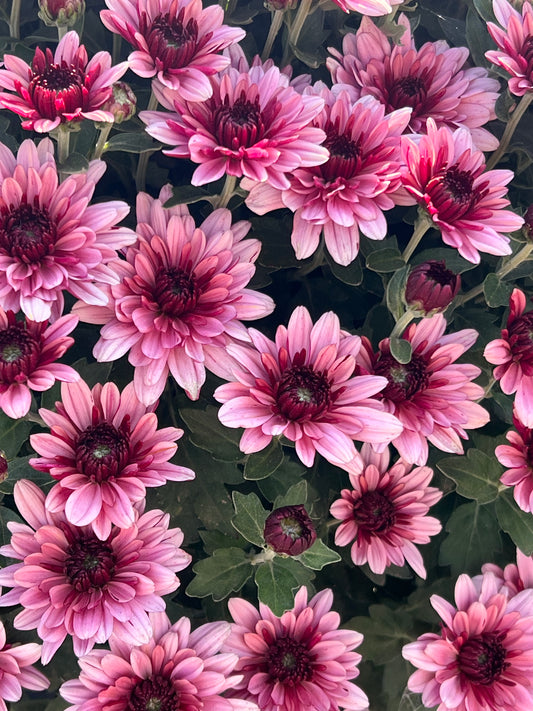 Berry Blast Bicolor Mum