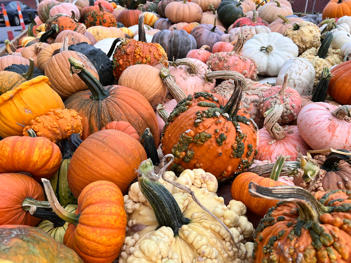 Wholesale Bin of Specialty Pumpkins