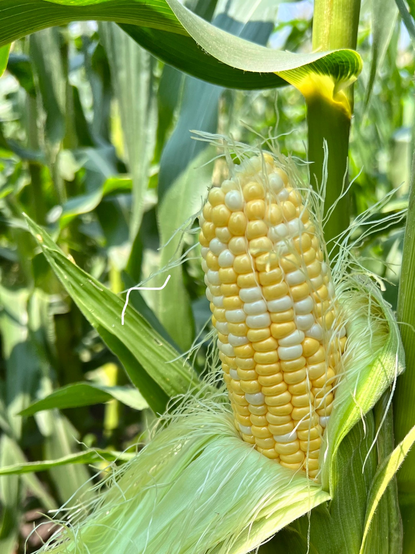 Maíz dulce - 1/2 docena de mazorcas