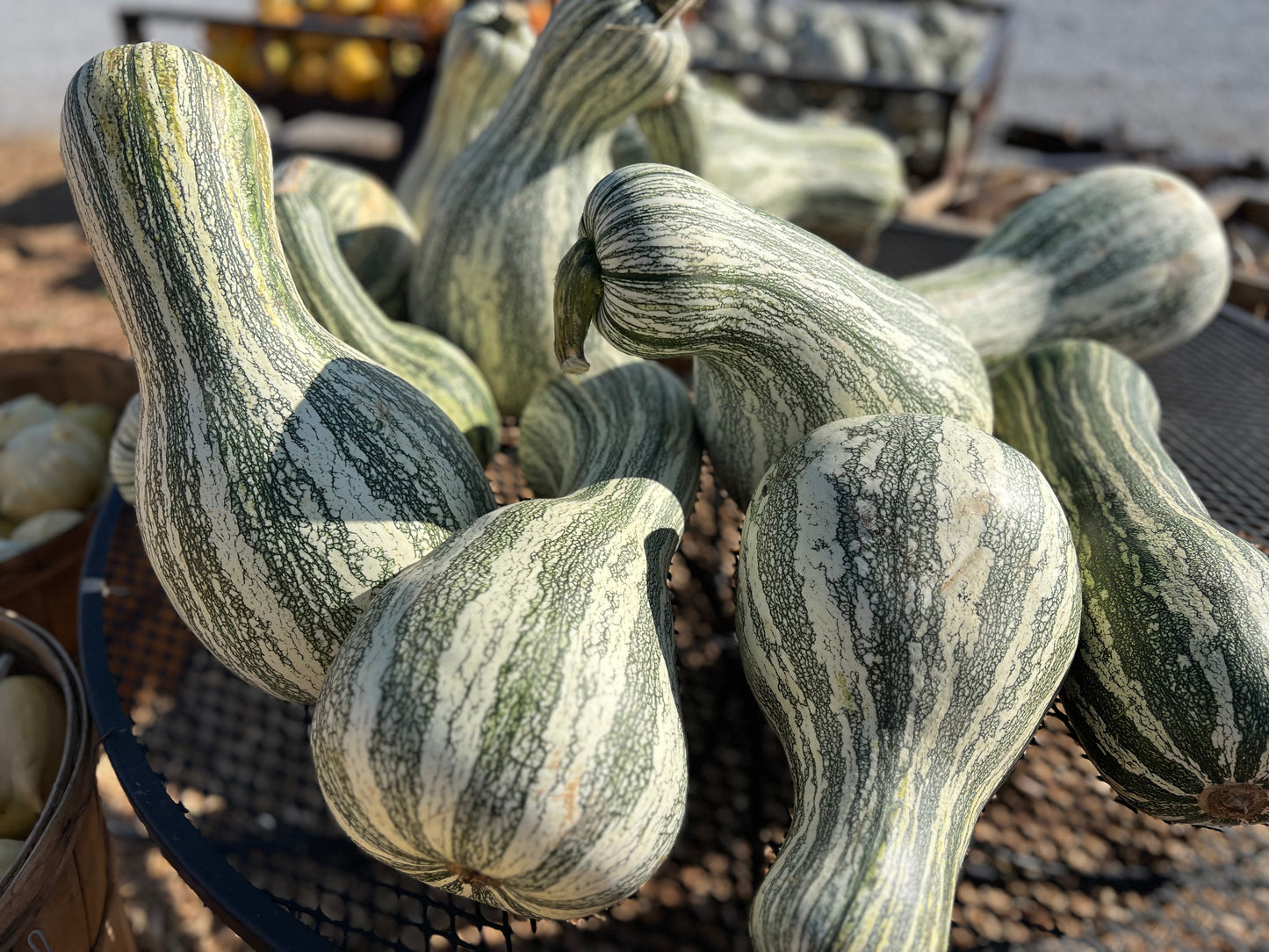 Wholesale Bin of Specialty Pumpkins