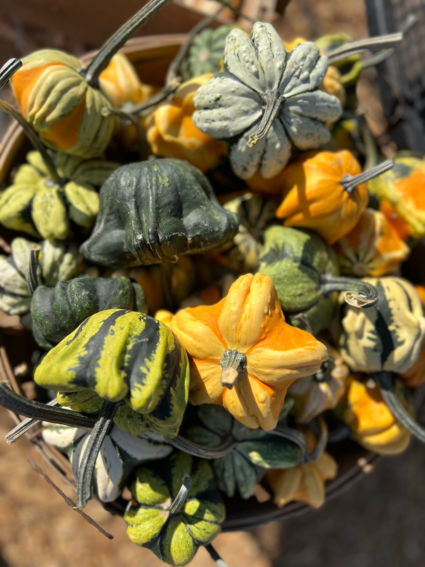 Mini Pumpkins & Gourds