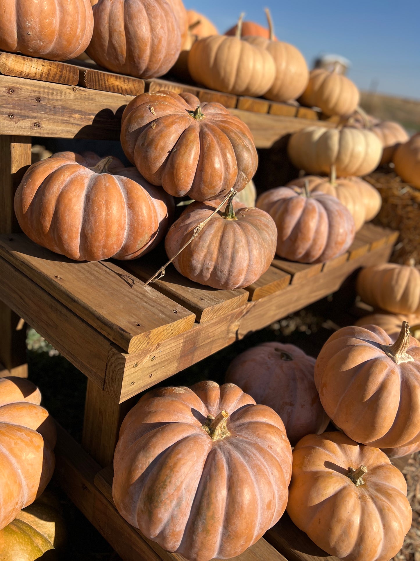 Wholesale Bin of Specialty Pumpkins