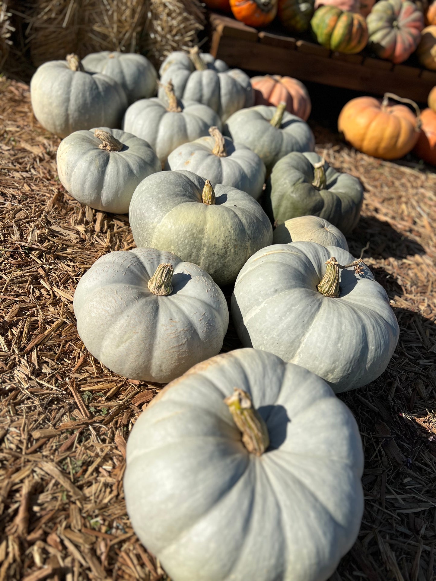 Wholesale Bin of Specialty Pumpkins