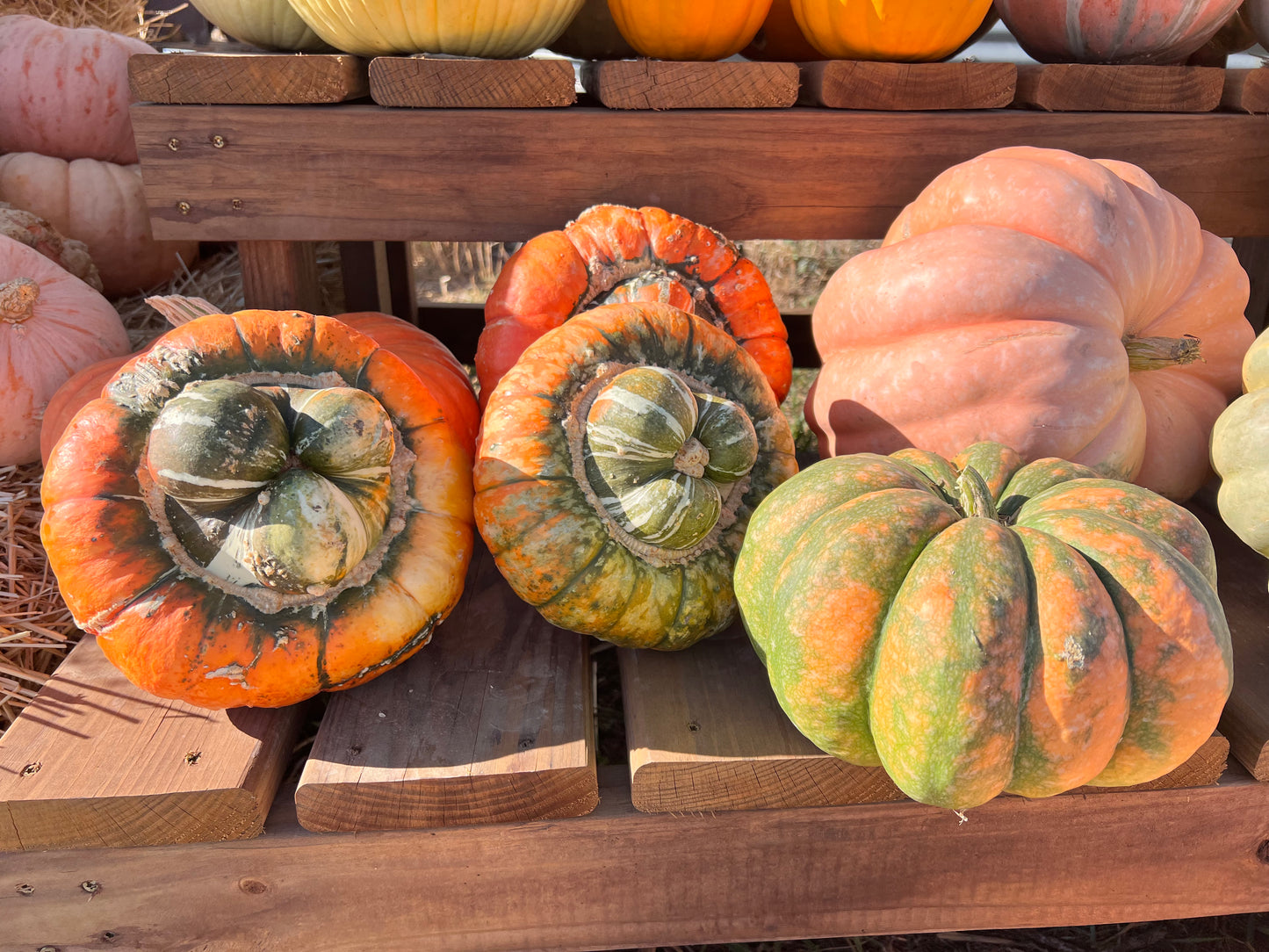 Wholesale Bin of Specialty Pumpkins