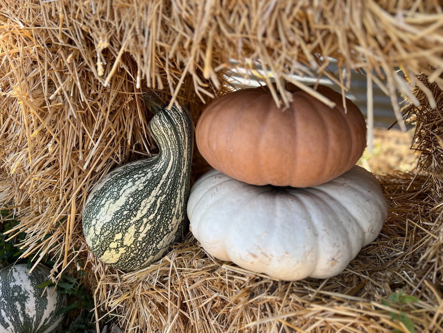Wholesale Bin of Specialty Pumpkins