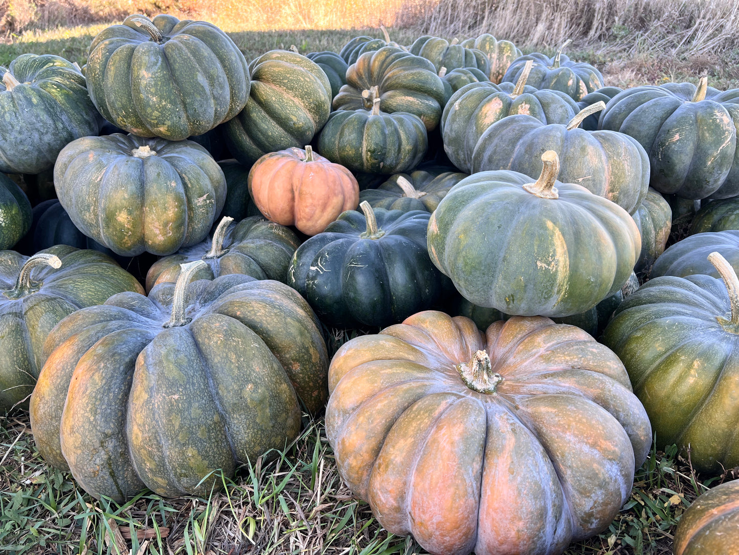 Wholesale Bin of Specialty Pumpkins