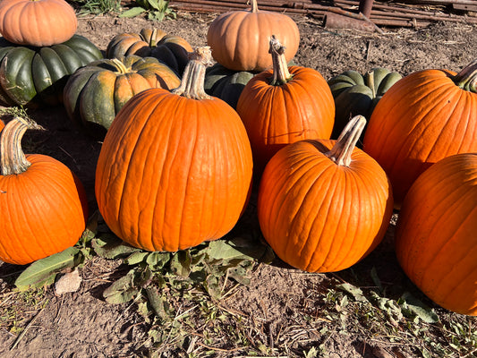 Jack O'Lantern Pumpkins