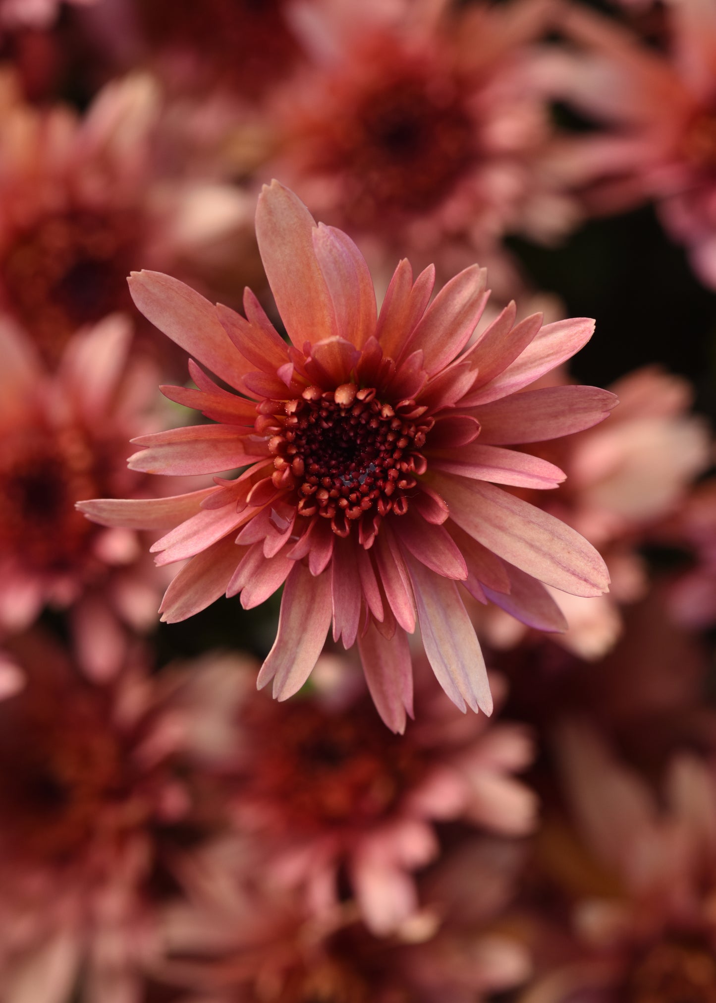 Carousel Blushing Salmon Mum