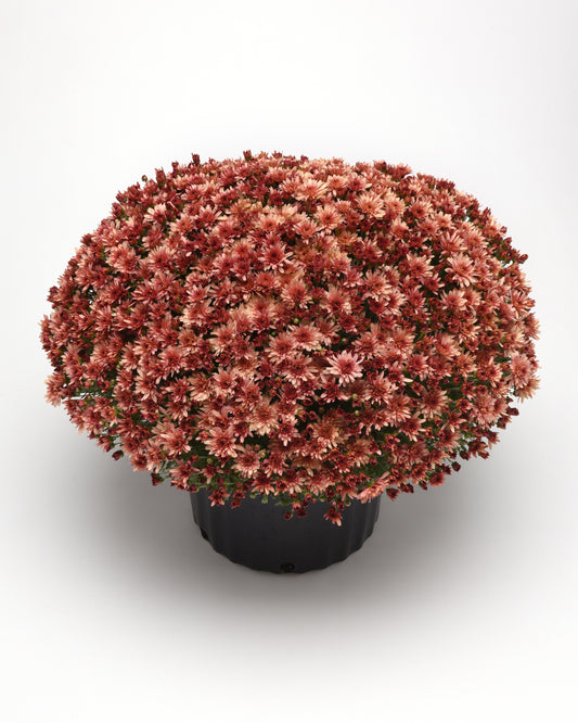 Carousel Blushing Salmon Mum