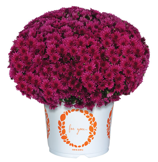 Purple Annual Mum