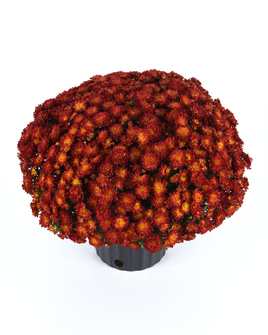 Orange/Bronze Annual Mum