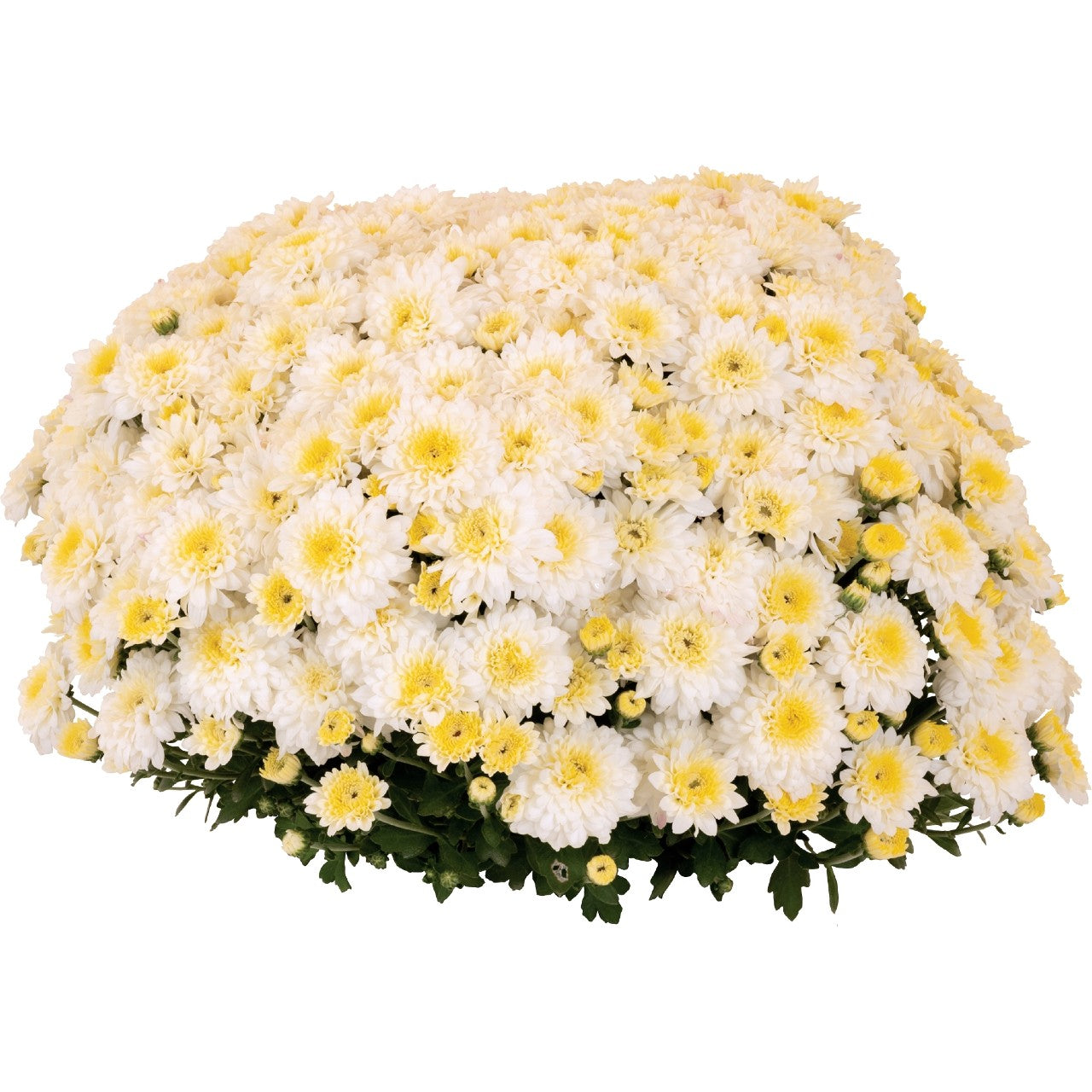 White Annual Mum