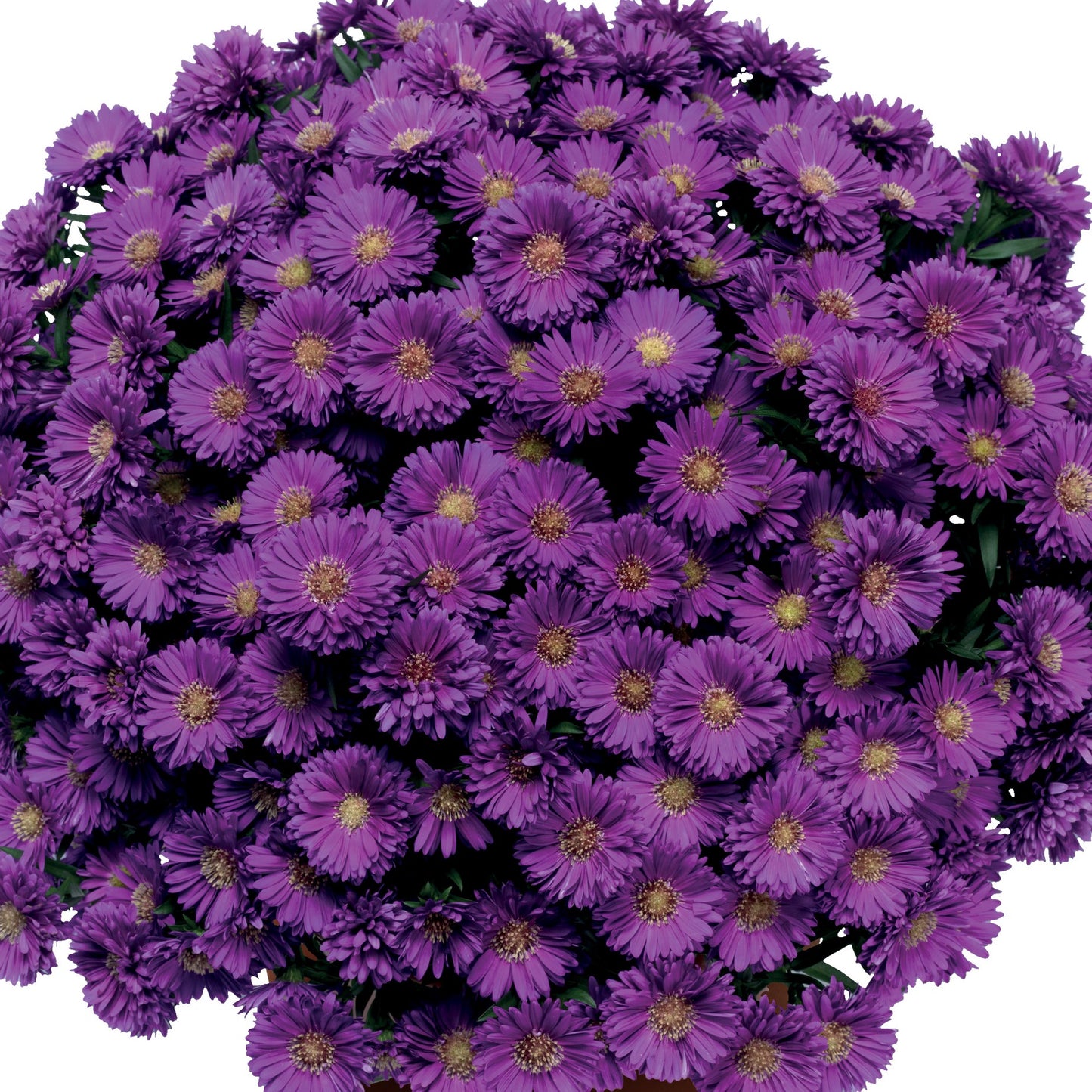 Magic Purple Aster