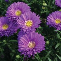 Magic Purple Aster