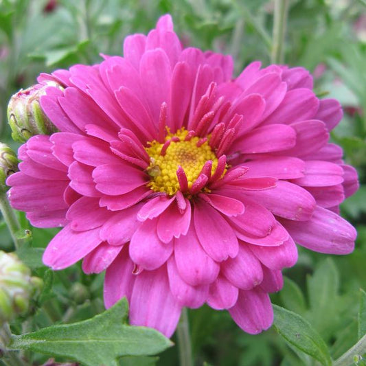 Mammoth Daisy Lavender Mum