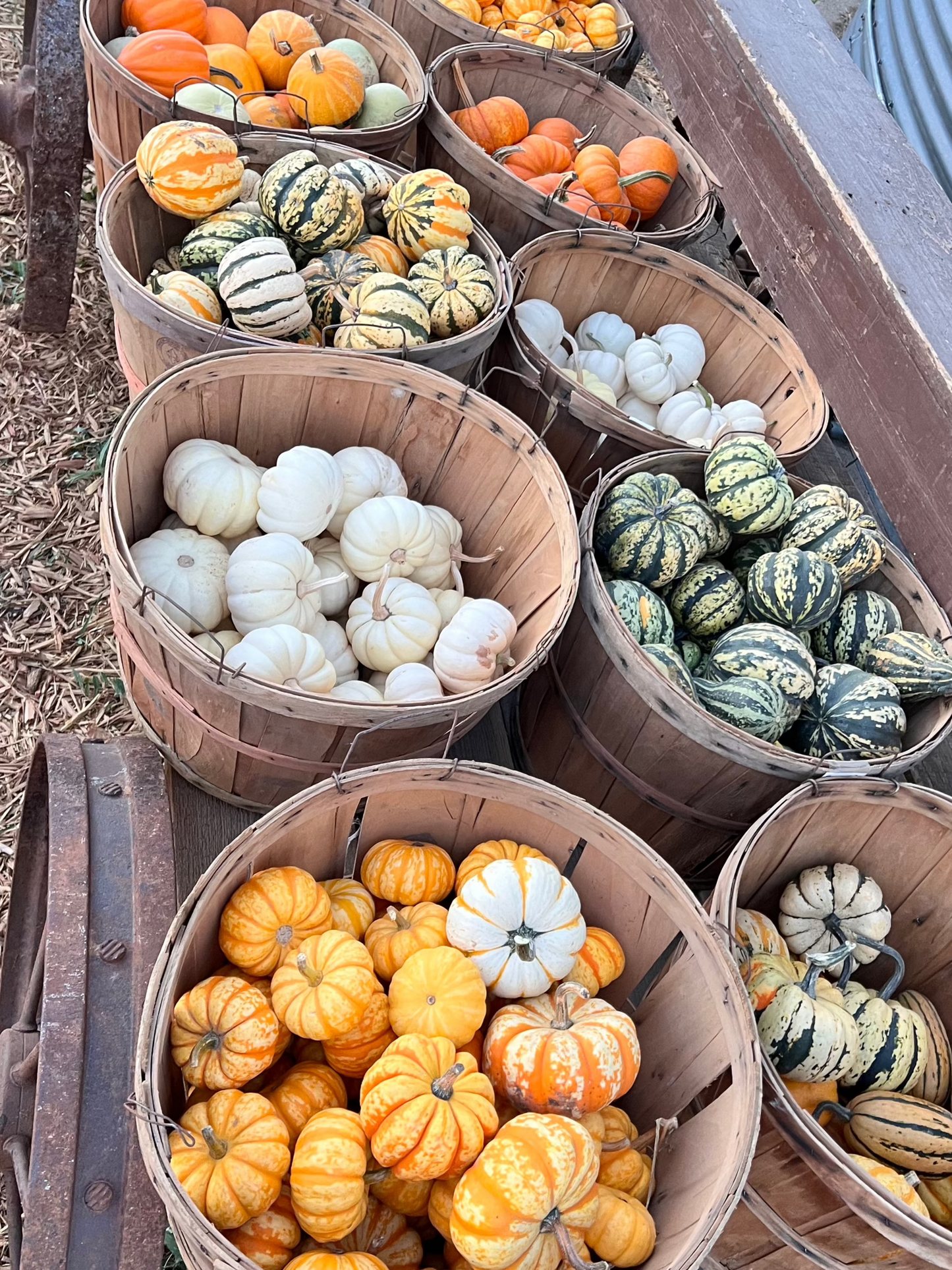 Wholesale Mini Pumpkins and Gourds