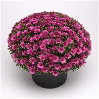 Misty Lilac Pink Mum