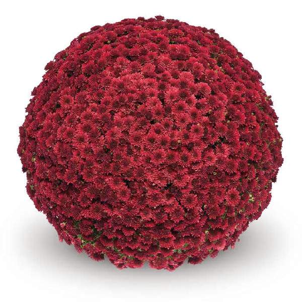 Koko Red Mum
