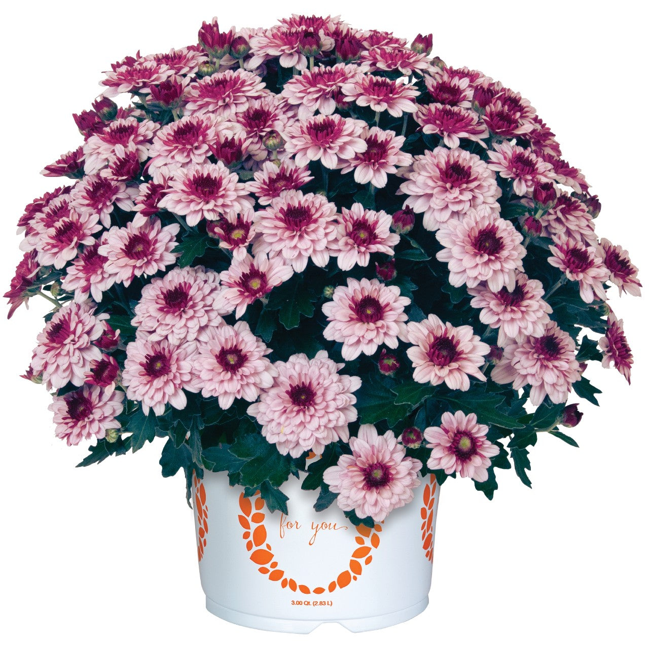 Berry Blast Bicolor Mum