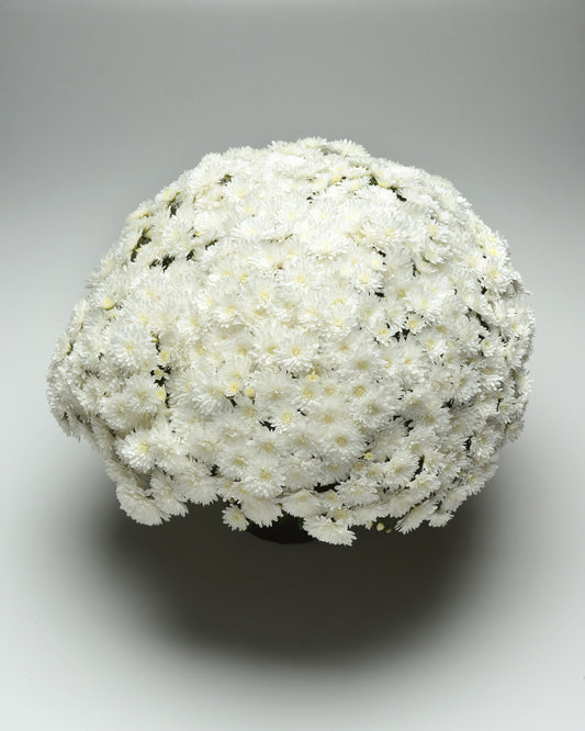 White Annual Mum